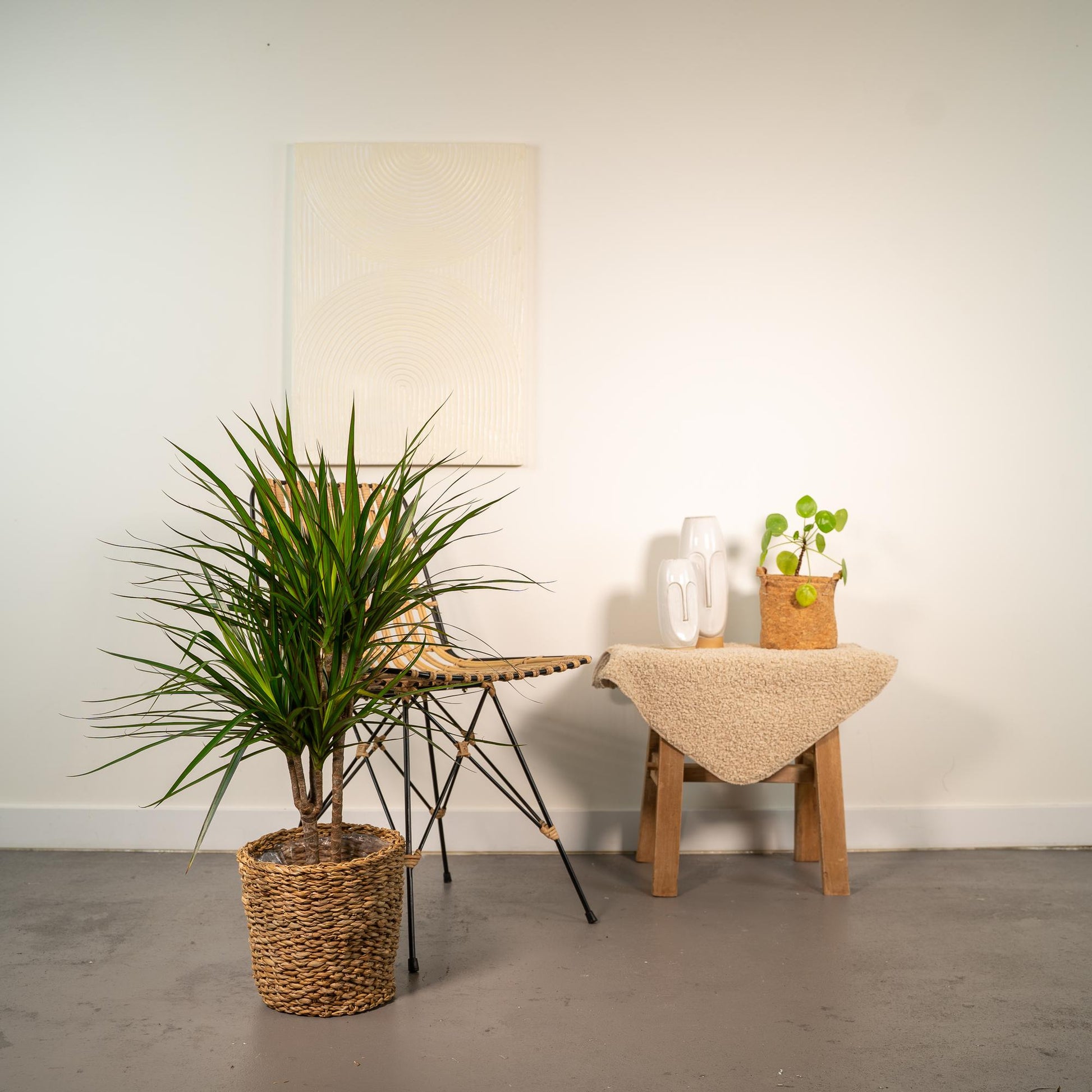 Dracaena Marginata – Ø17 – 90 cm - Botanic-Vibes
