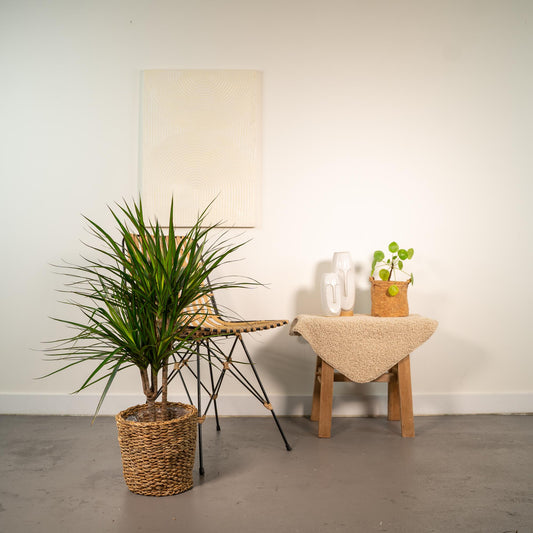 Dracaena Marginata – Ø17 – 90 cm - Botanic-Vibes