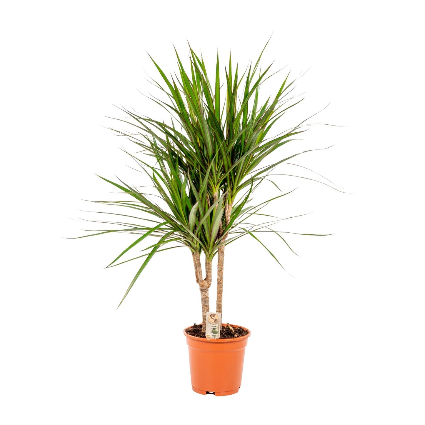 Dracaena Marginata – Ø17 – 90 cm - Botanic-Vibes