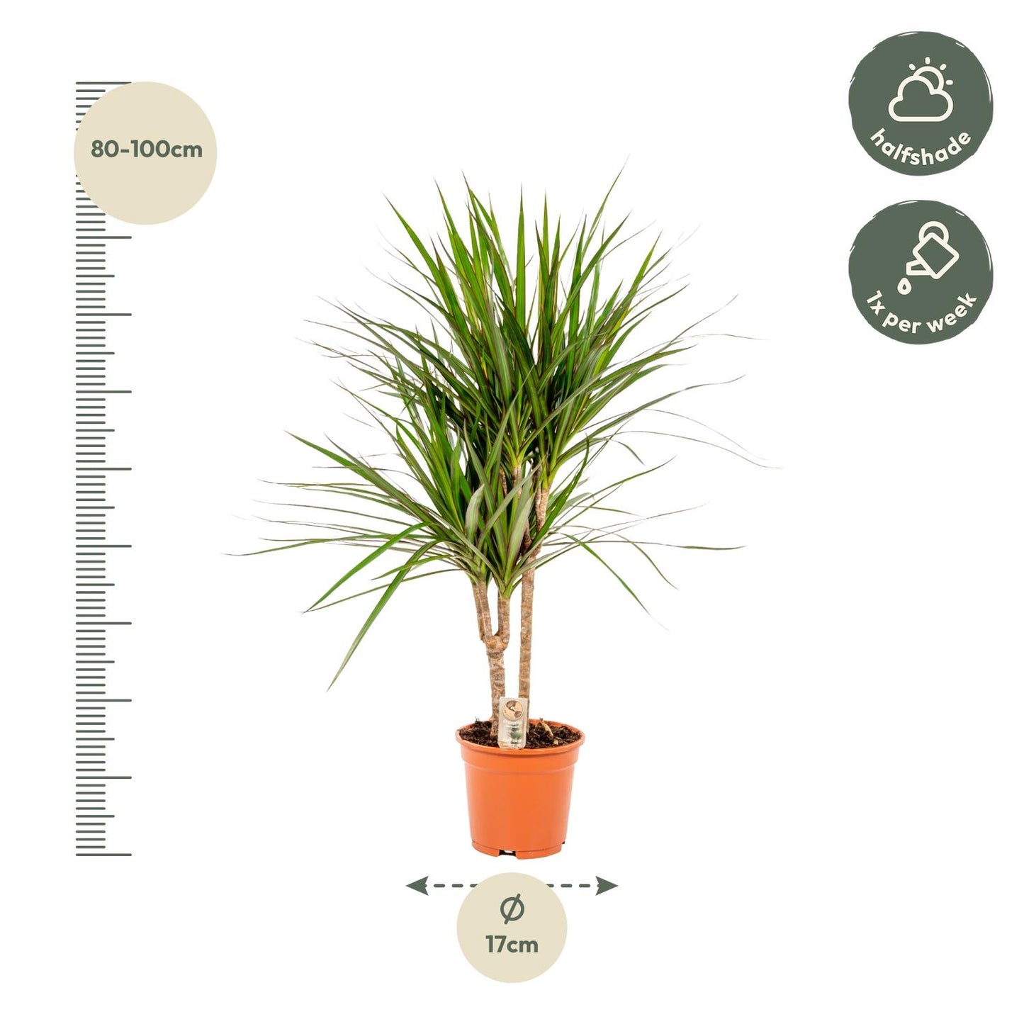 Dracaena Marginata – Ø17 – 90 cm - Botanic-Vibes