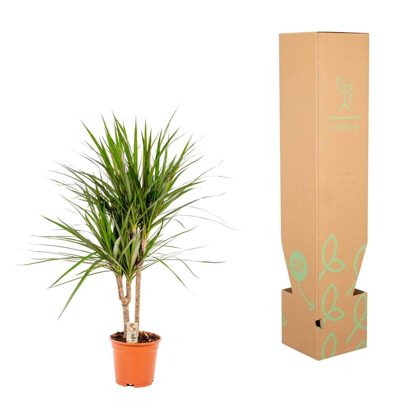 Dracaena Marginata – Ø17 – 90 cm - Botanic-Vibes