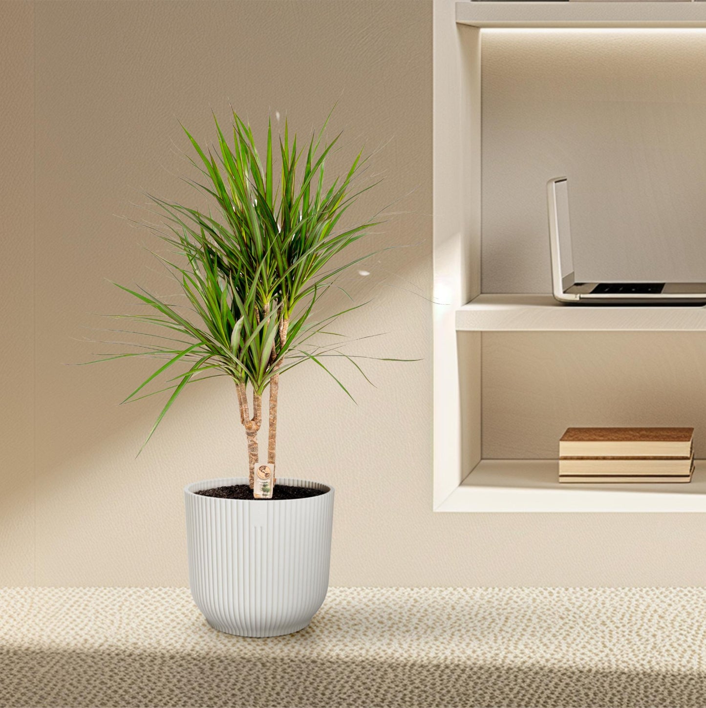 Dracaena Marginata – Ø17 – 90 cm - Botanic-Vibes