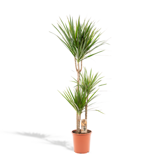 Dracaena Marginata – Ø21 – 120 cm - Botanic-Vibes