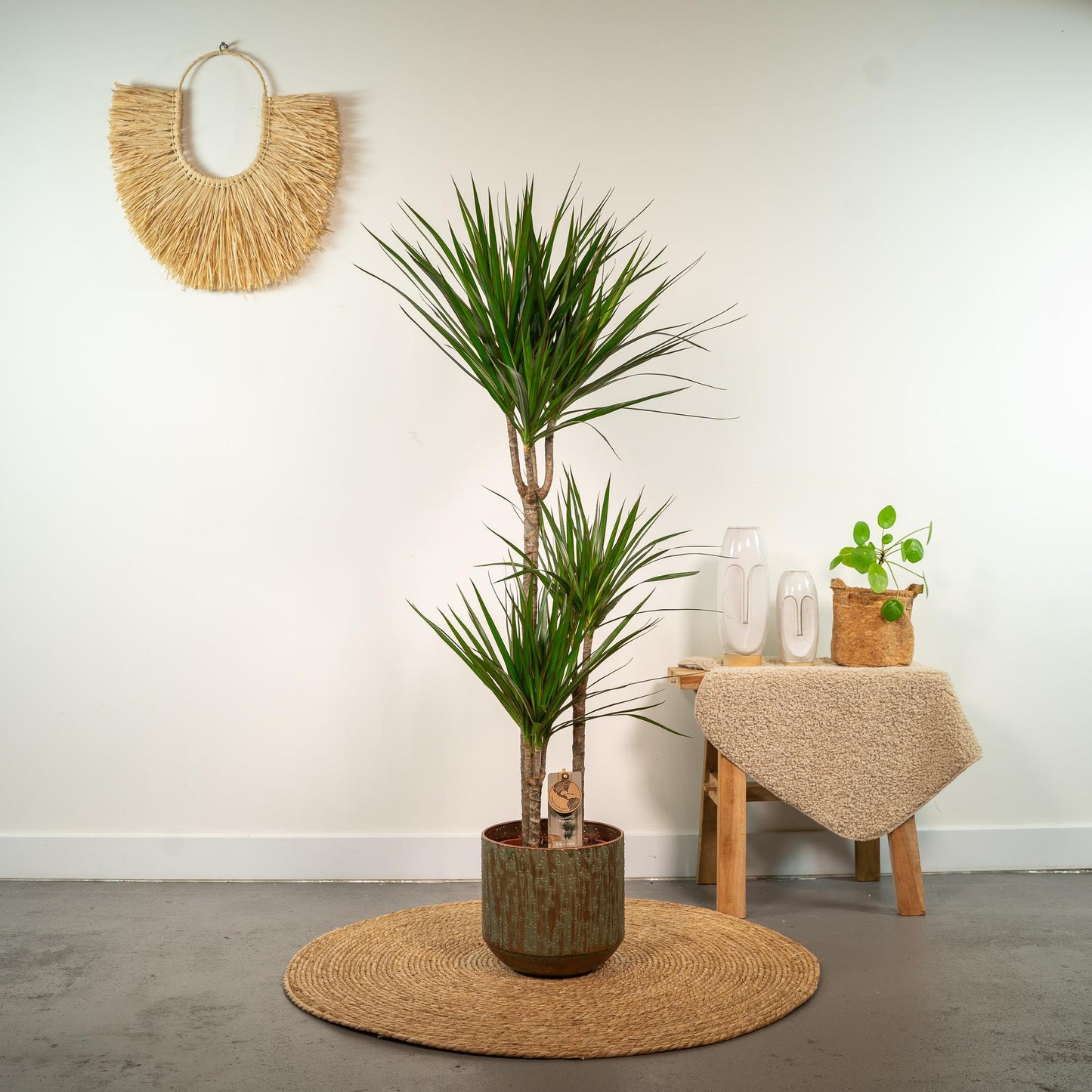 Dracaena Marginata – Ø21 – 120 cm - Botanic-Vibes