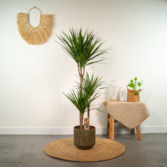 Dracaena Marginata – Ø21 – 120 cm - Botanic-Vibes