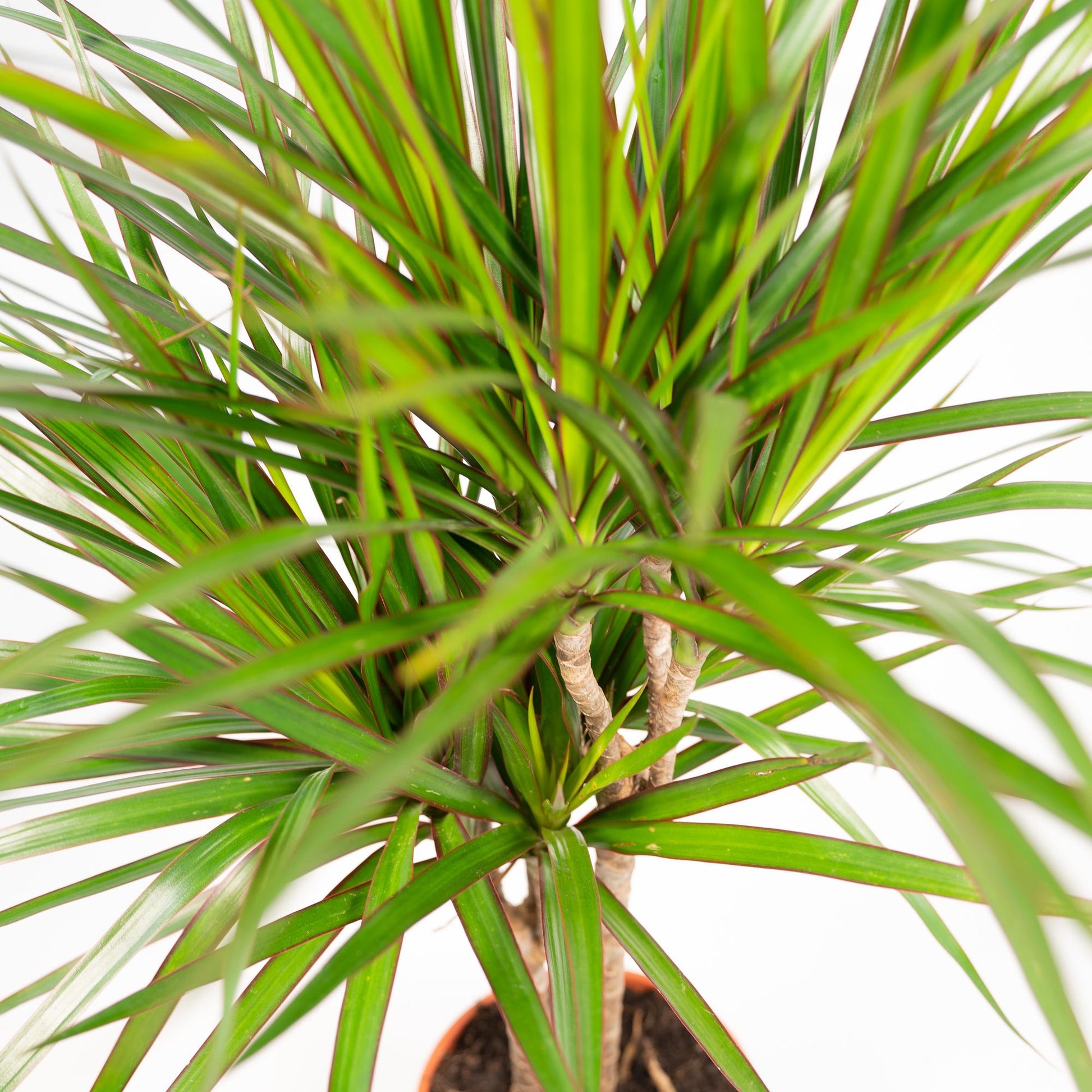 Dracaena Marginata – Ø21 – 120 cm - Botanic-Vibes