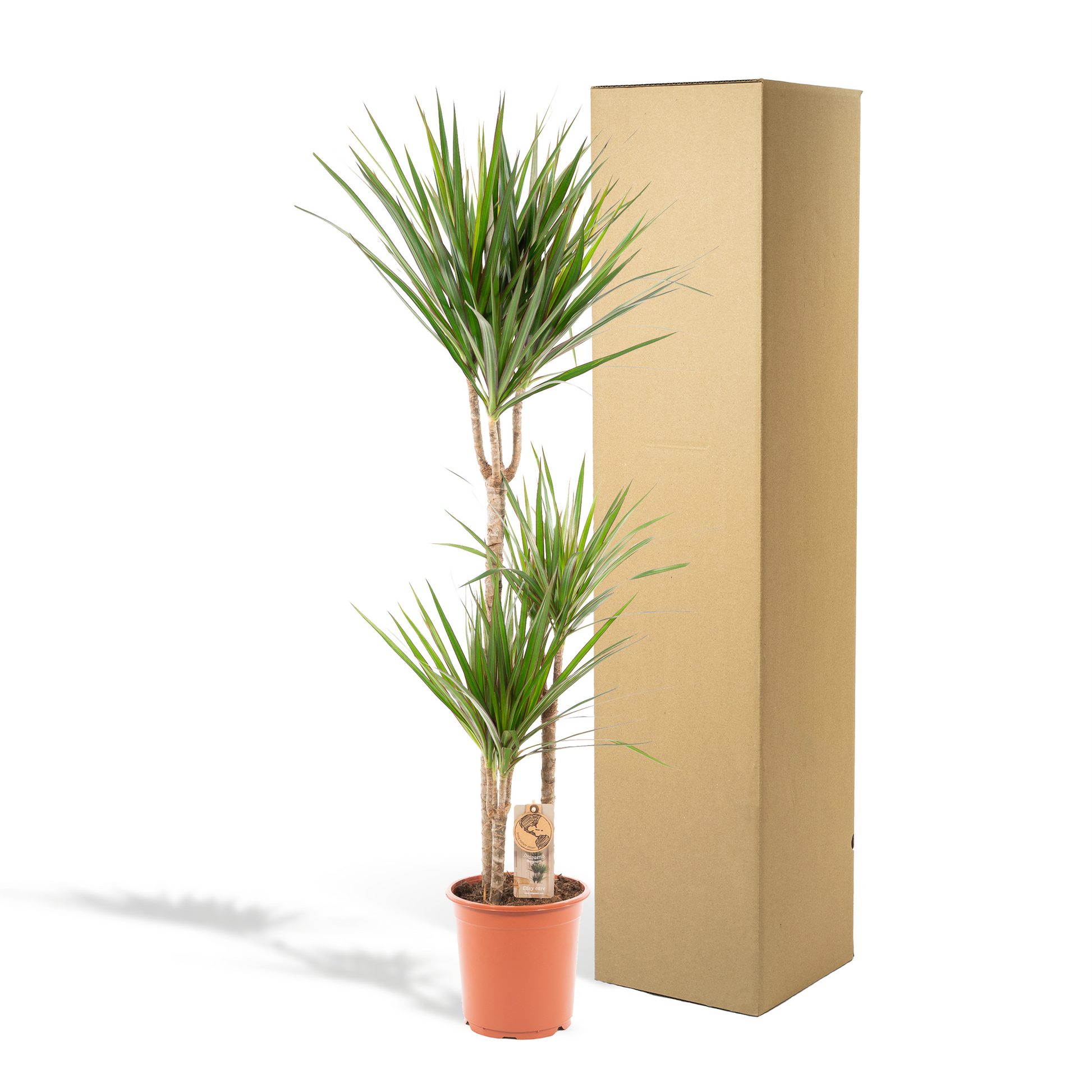 Dracaena Marginata – Ø21 – 120 cm - Botanic-Vibes