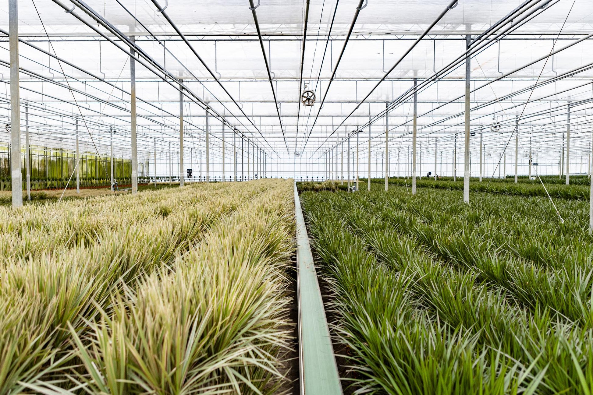 Dracaena Marginata – Ø21 – 120 cm - Botanic-Vibes