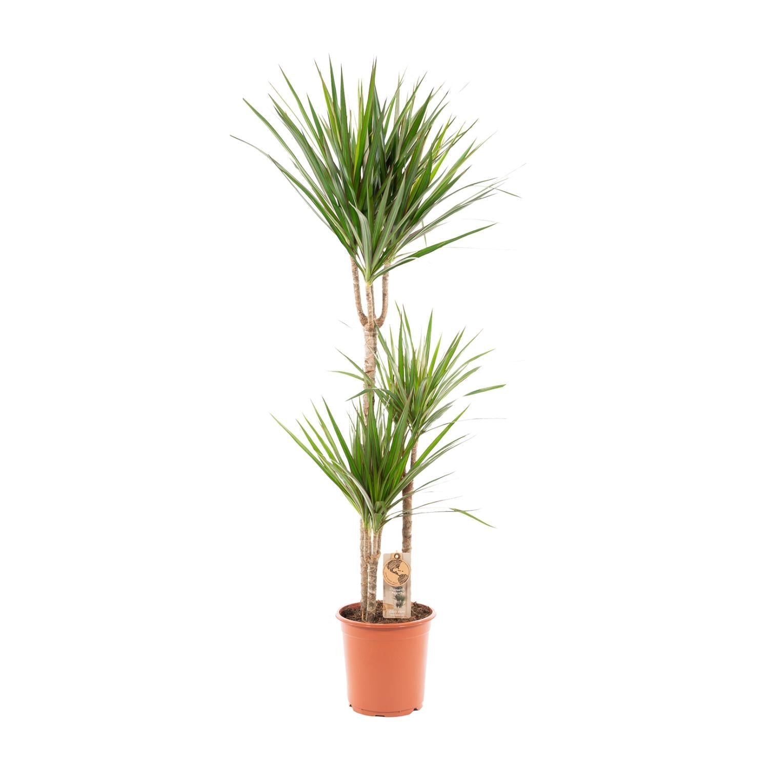 Dracaena Marginata – Ø21 – 120 cm - Botanic-Vibes
