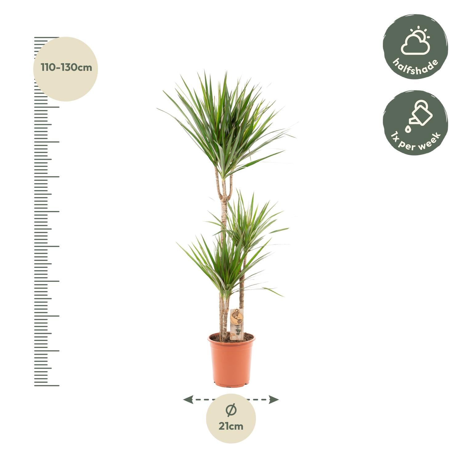 Dracaena Marginata – Ø21 – 120 cm - Botanic-Vibes
