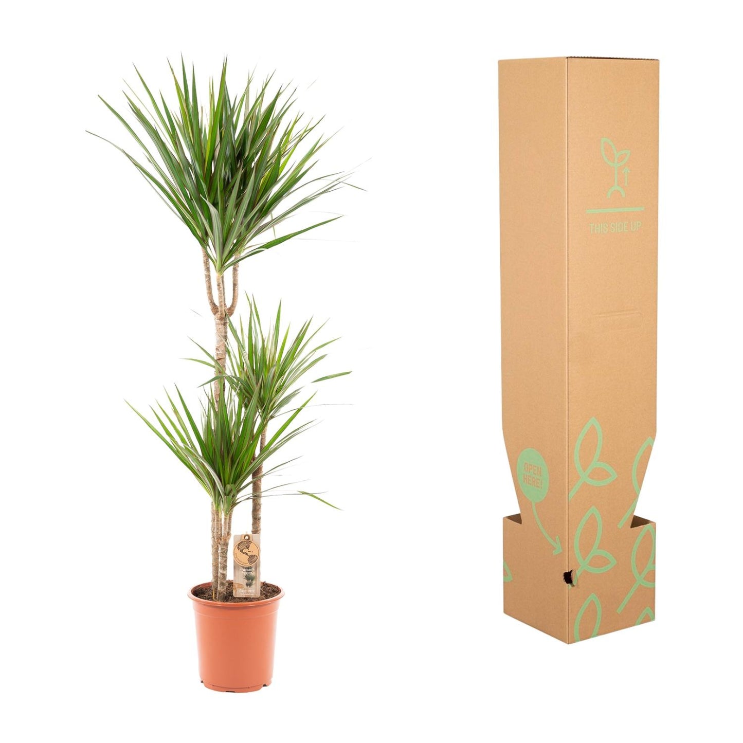 Dracaena Marginata – Ø21 – 120 cm - Botanic-Vibes