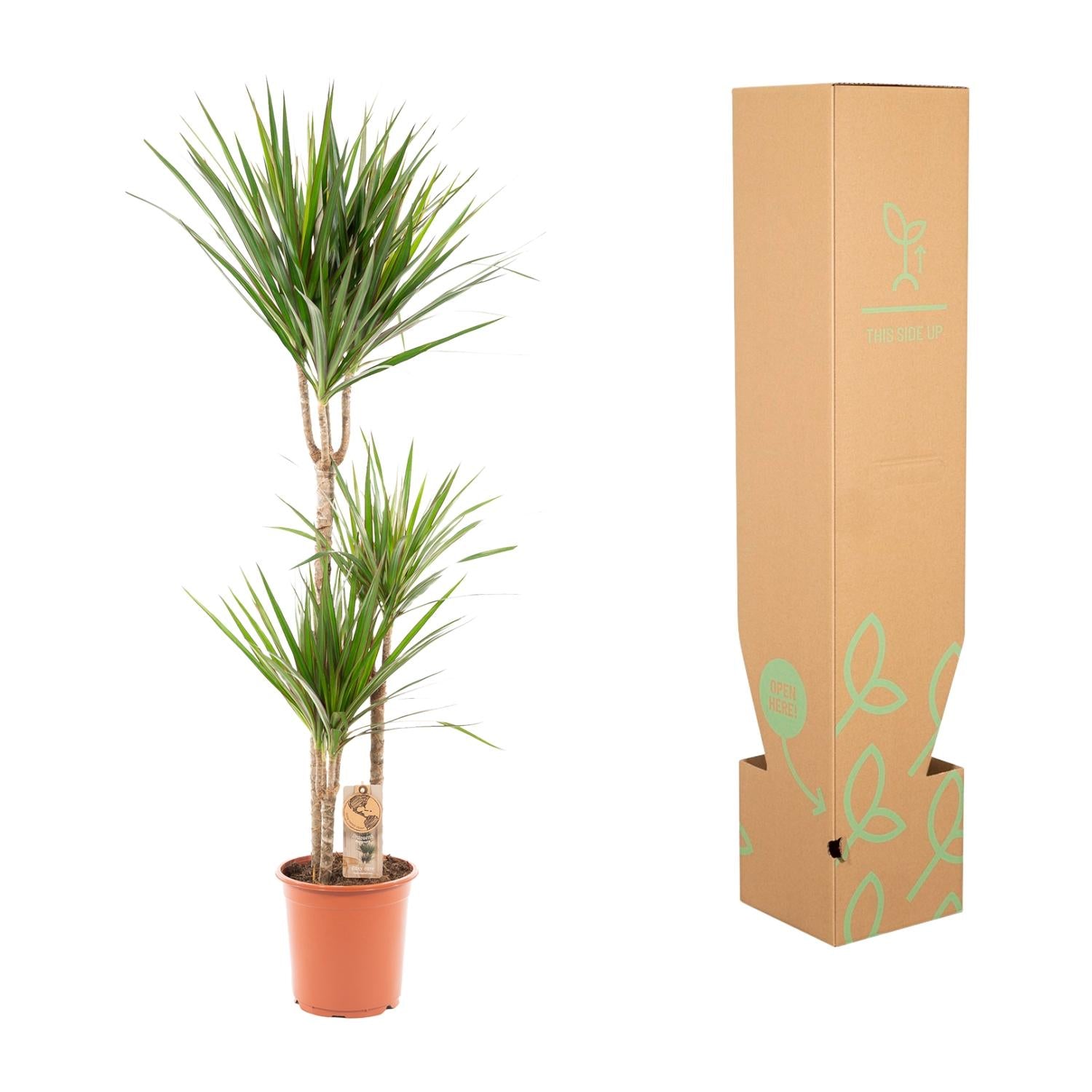 Dracaena Marginata – Ø21 – 120 cm - Botanic-Vibes