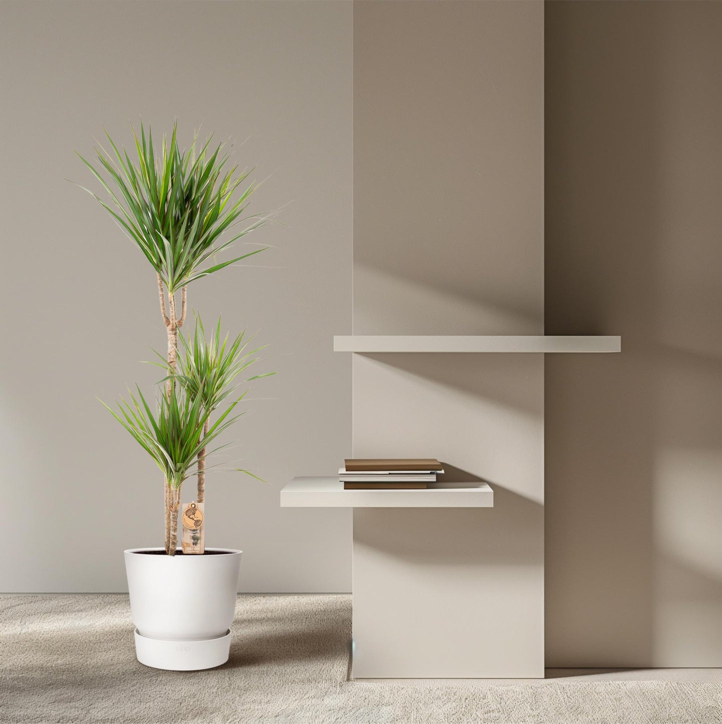 Dracaena Marginata – Ø21 – 120 cm - Botanic-Vibes