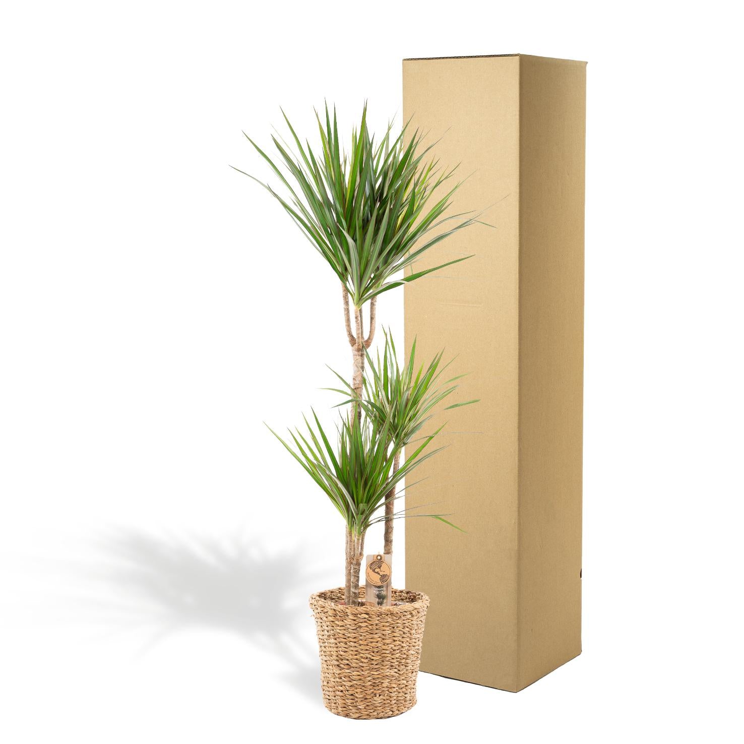 Dracaena mit Korb – 120 cm – Ø21 - Botanic-Vibes