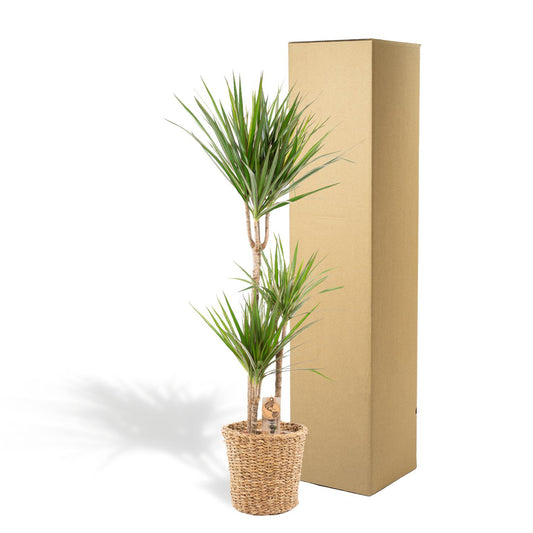 Dracaena mit Korb – 120 cm – Ø21 - Botanic-Vibes