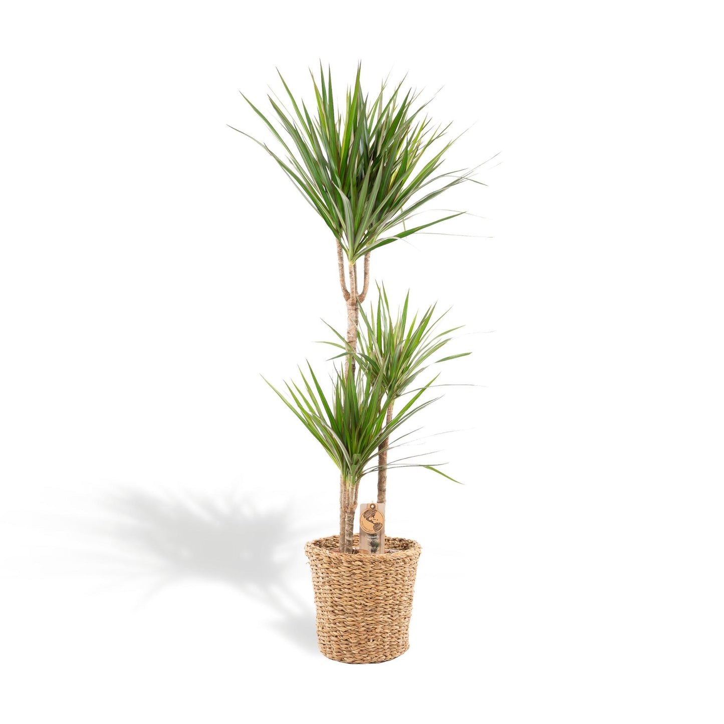 Dracaena mit Korb – 120 cm – Ø21 - Botanic-Vibes
