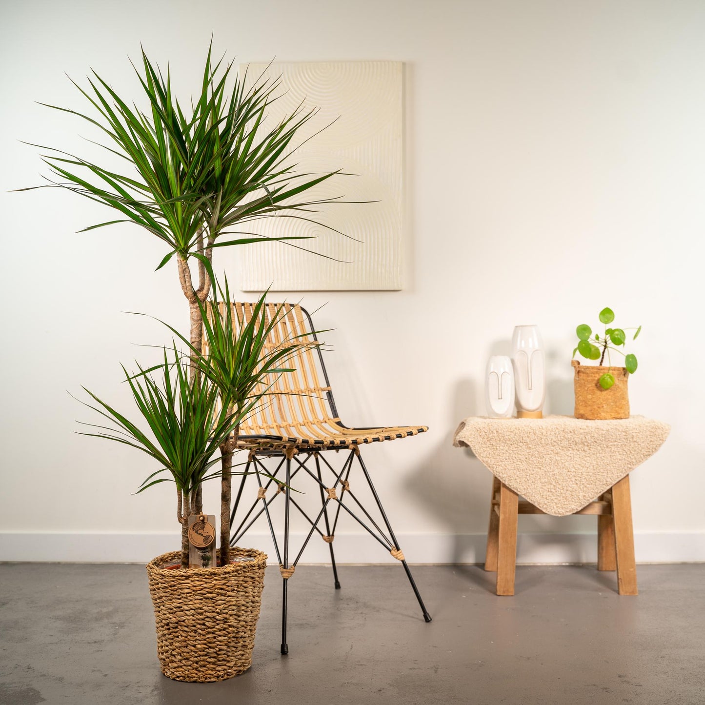 Dracaena mit Korb – 120 cm – Ø21 - Botanic-Vibes