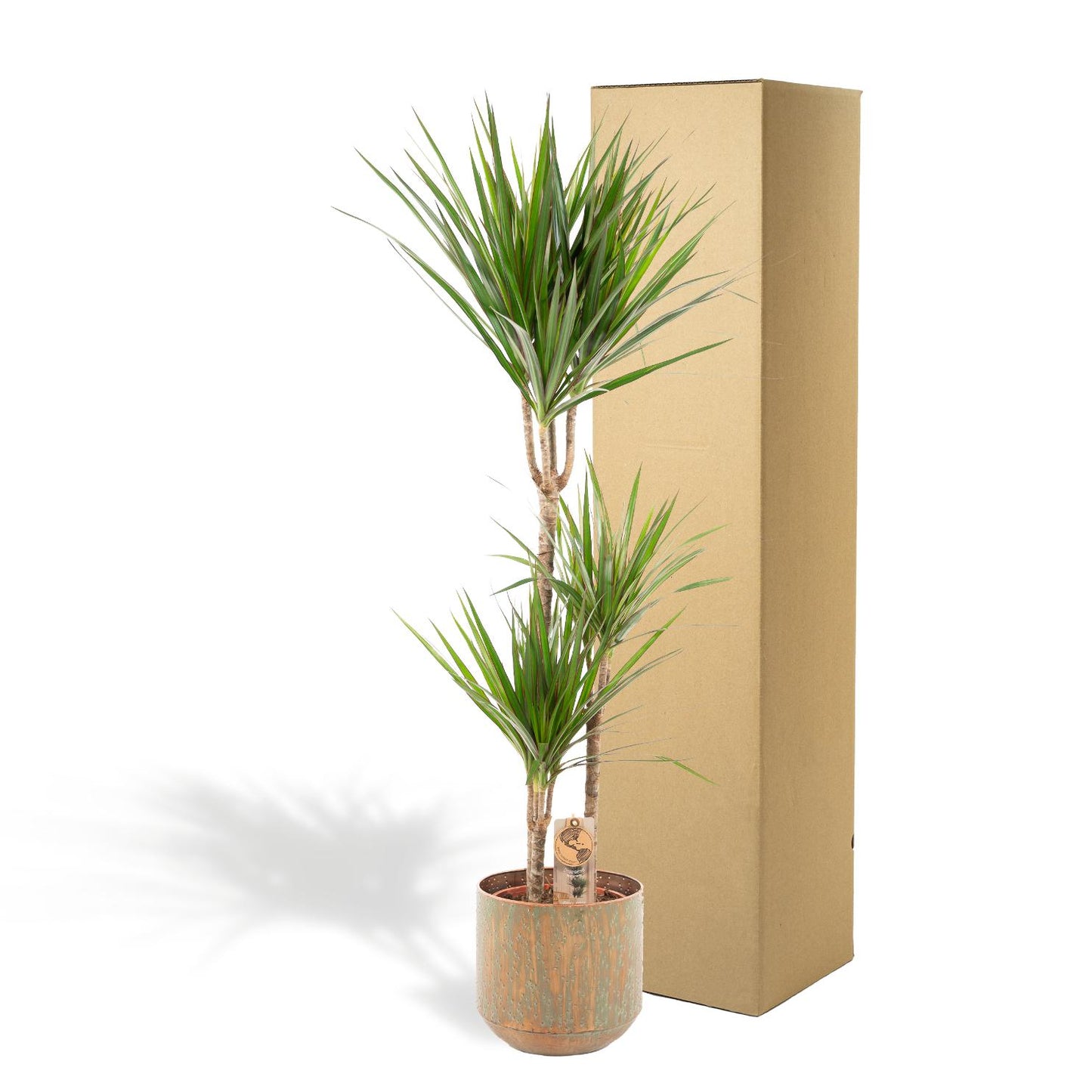 Dracaena mit Topf – 120 cm – Ø21 - Botanic-Vibes