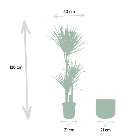 Dracaena mit Topf – 120 cm – Ø21 - Botanic-Vibes