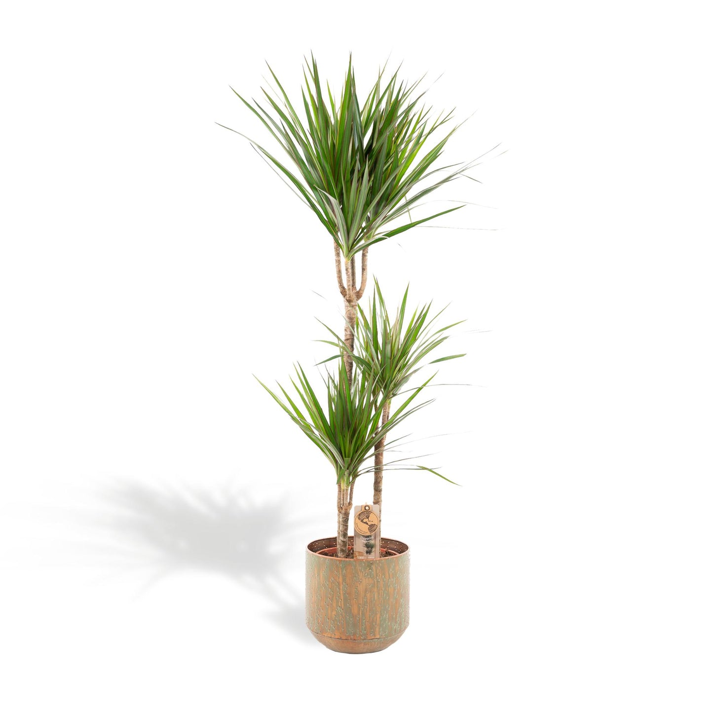 Dracaena mit Topf – 120 cm – Ø21 - Botanic-Vibes