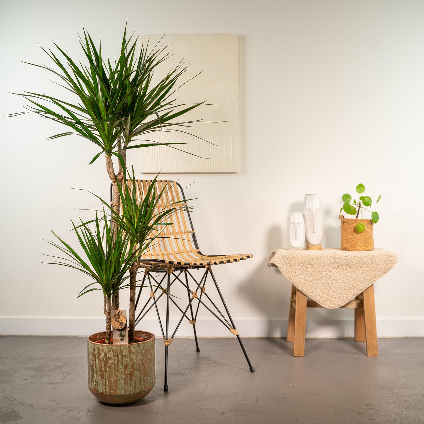 Dracaena mit Topf – 120 cm – Ø21 - Botanic-Vibes