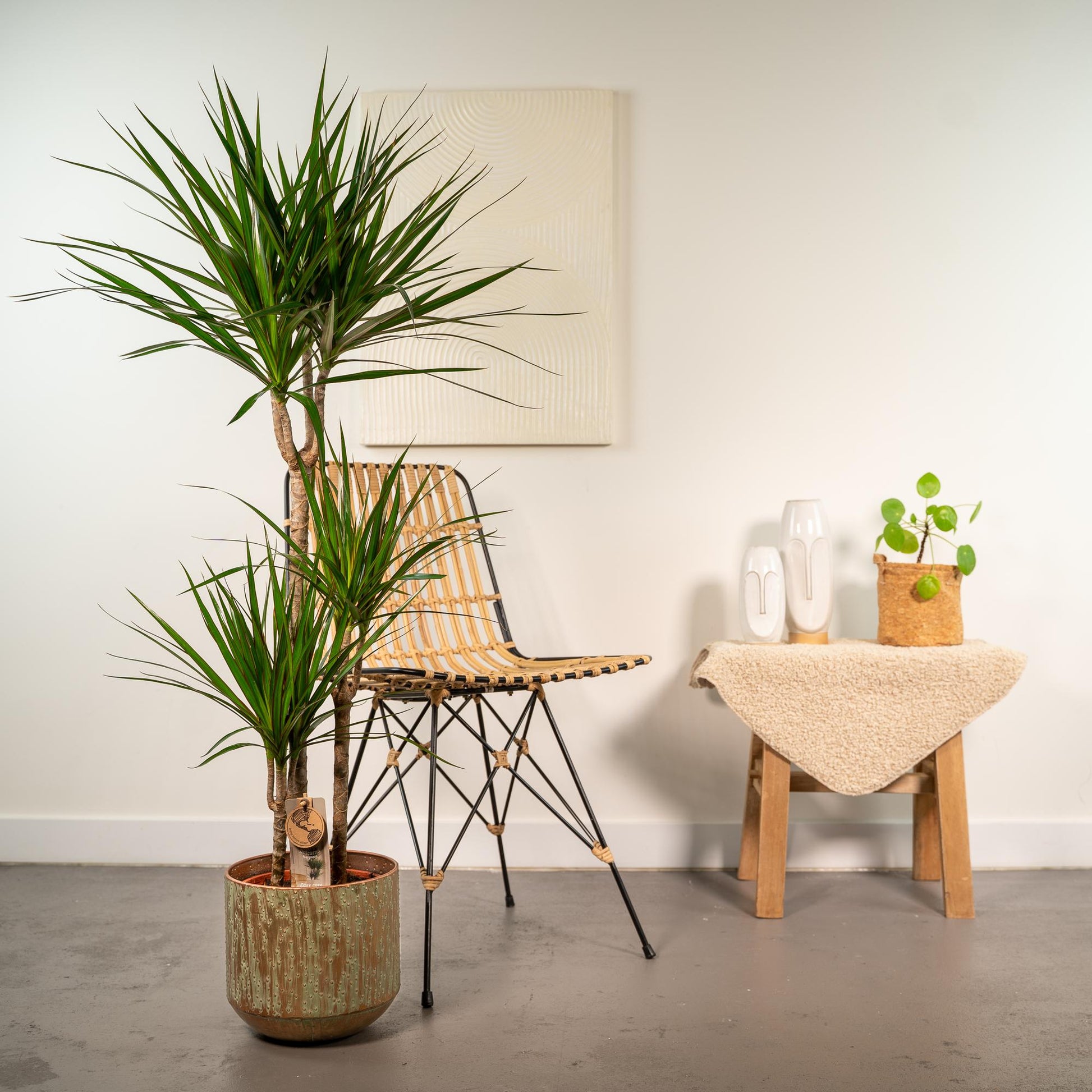 Dracaena mit Topf – 120 cm – Ø21 - Botanic-Vibes