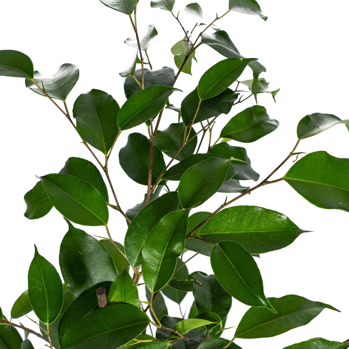 Ficus Benjamina Exotica Ø17cm - ↕60 - 80cm - Botanic-Vibes