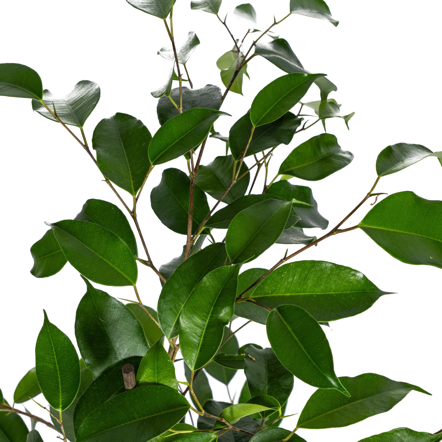 Ficus Benjamina Exotica Ø17cm - ↕60 - 80cm - Botanic-Vibes