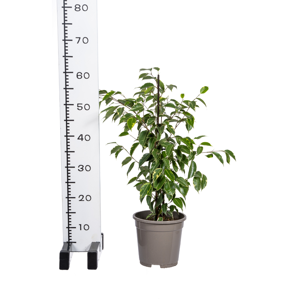 Ficus Benjamina Golden King Ø17cm - ↕60 - 80cm - Botanic-Vibes