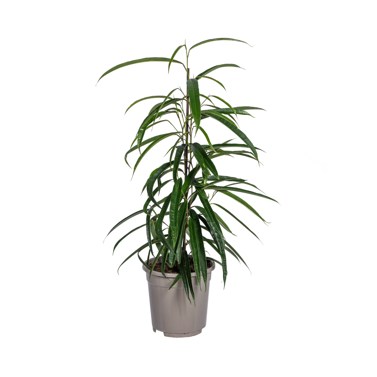 Ficus Binnendijkii Alii Ø17cm - ↕60 - 80cm - Botanic-Vibes