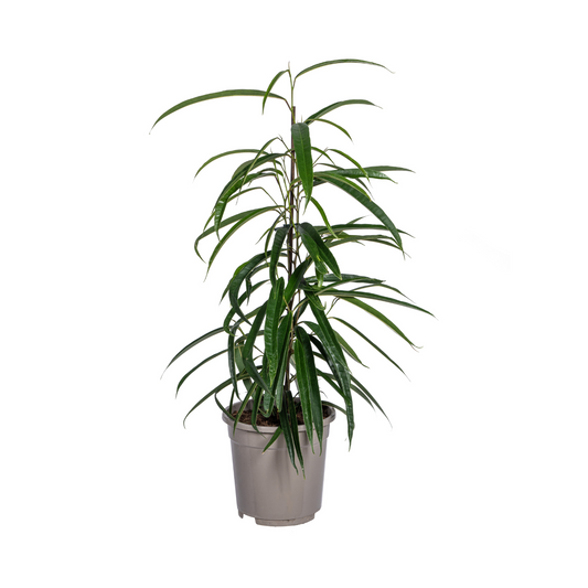 Ficus Binnendijkii Alii Ø17cm - ↕60 - 80cm - Botanic-Vibes