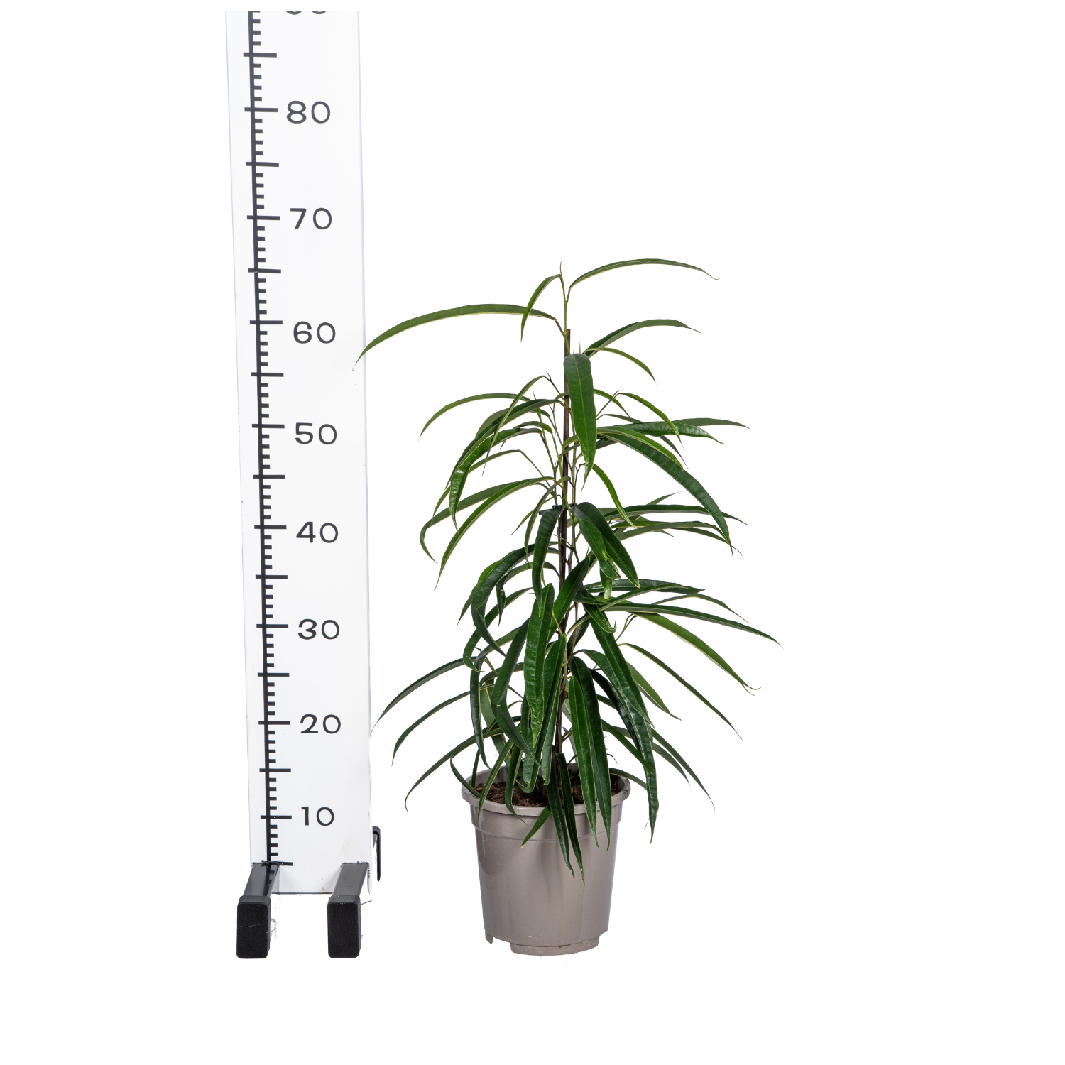Ficus Binnendijkii Alii Ø17cm - ↕60 - 80cm - Botanic-Vibes