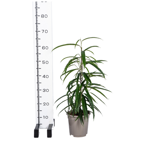 Ficus Binnendijkii Alii Ø17cm - ↕60 - 80cm - Botanic-Vibes