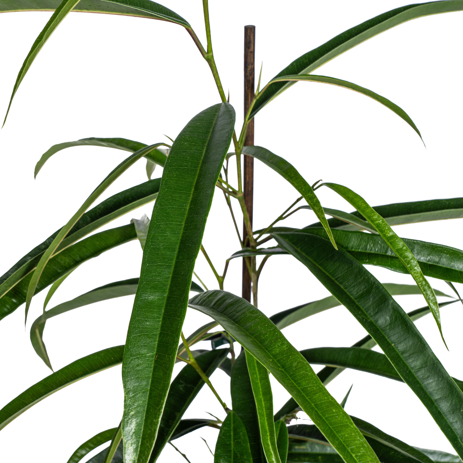 Ficus Binnendijkii Alii Ø17cm - ↕60 - 80cm - Botanic-Vibes