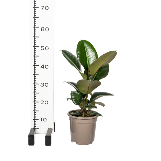 Ficus Elastica Robusta Ø17cm - ↕50 - 60cm - Botanic-Vibes