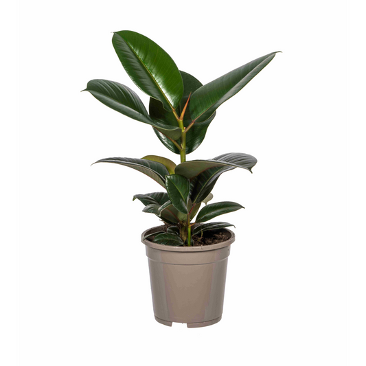 Ficus Elastica Robusta Ø17cm - ↕50 - 60cm - Botanic-Vibes