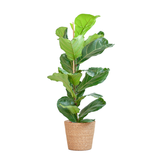 Ficus Lyrata mit Korb Sofia natur - 80cm - Ø21 - Botanic-Vibes