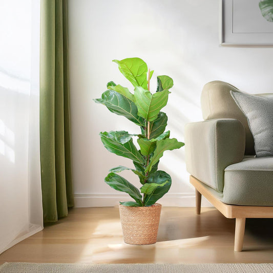 Ficus Lyrata mit Korb Sofia natur - 80cm - Ø21 - Botanic-Vibes