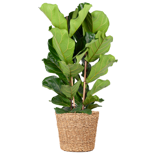 Ficus Lyrata XL mit Torun-Korb – 140 cm – Ø27 - Botanic-Vibes