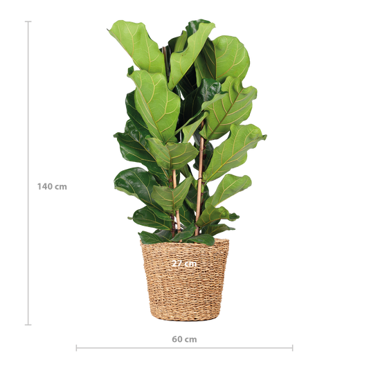 Ficus Lyrata XL mit Torun-Korb – 140 cm – Ø27 - Botanic-Vibes