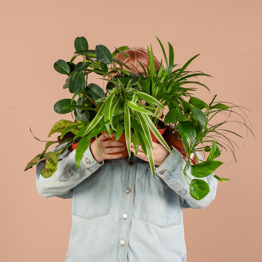Green misfitbox: zimmerpflanzen 12er set - Botanic-Vibes