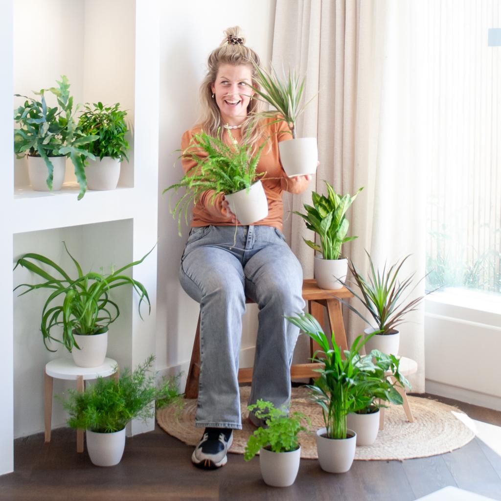 Green misfitbox: zimmerpflanzen 12er set – inkl. 12 × topf viber weiß - Botanic-Vibes