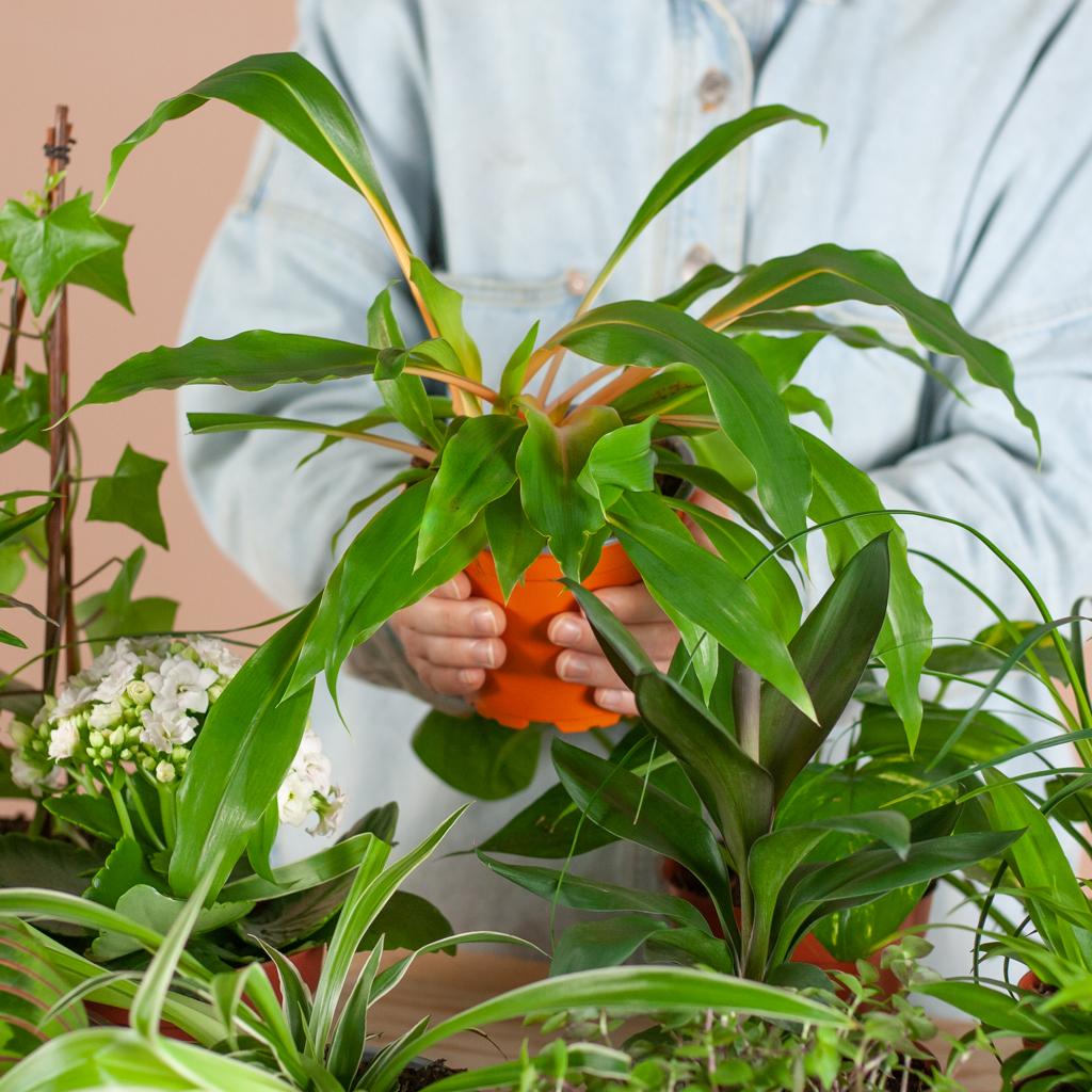 Green misfitbox: zimmerpflanzen 6er set – inkl. 6 × topf viber schwarz - Botanic-Vibes