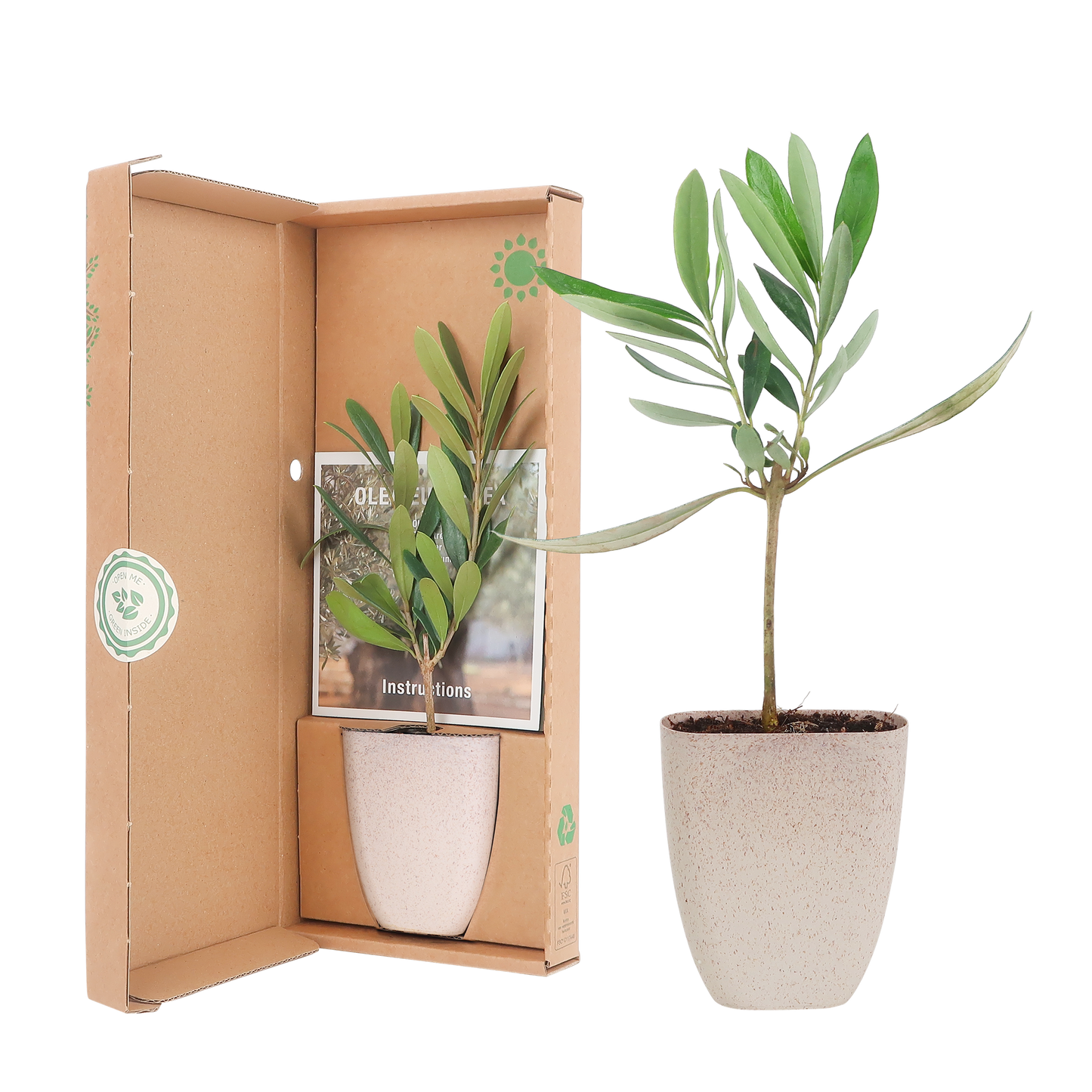 Mini-Olivenbaum im Briefkasten mit Informationsbroschüre - Botanic-Vibes