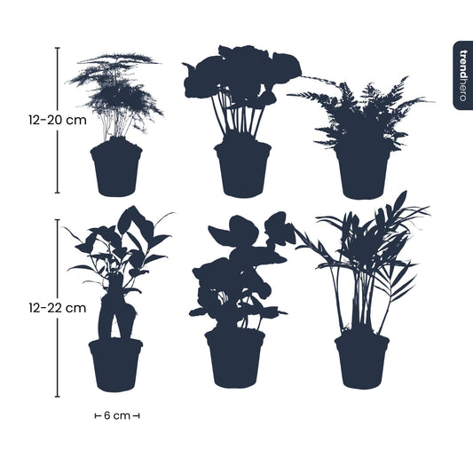 Planten set - Groen - 6 groene planten - potmaat 6 - Botanic-Vibes