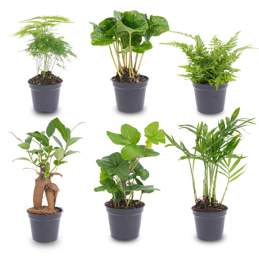 Planten set - Groen - 6 groene planten - potmaat 6 - Botanic-Vibes