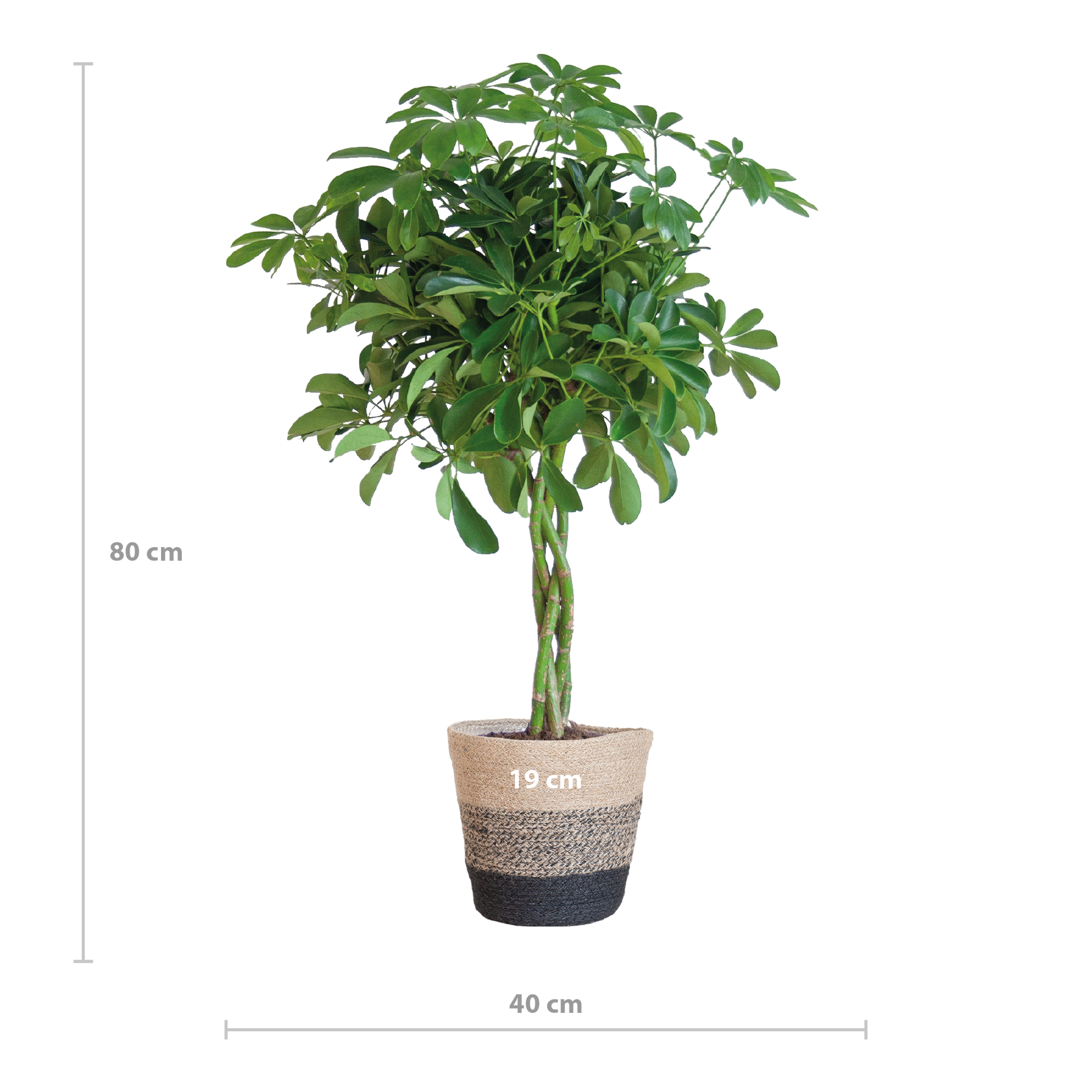 Schefflera Arab Nora mit Korb Lissabon Schwarz - 70cm - Ø21 - Botanic-Vibes