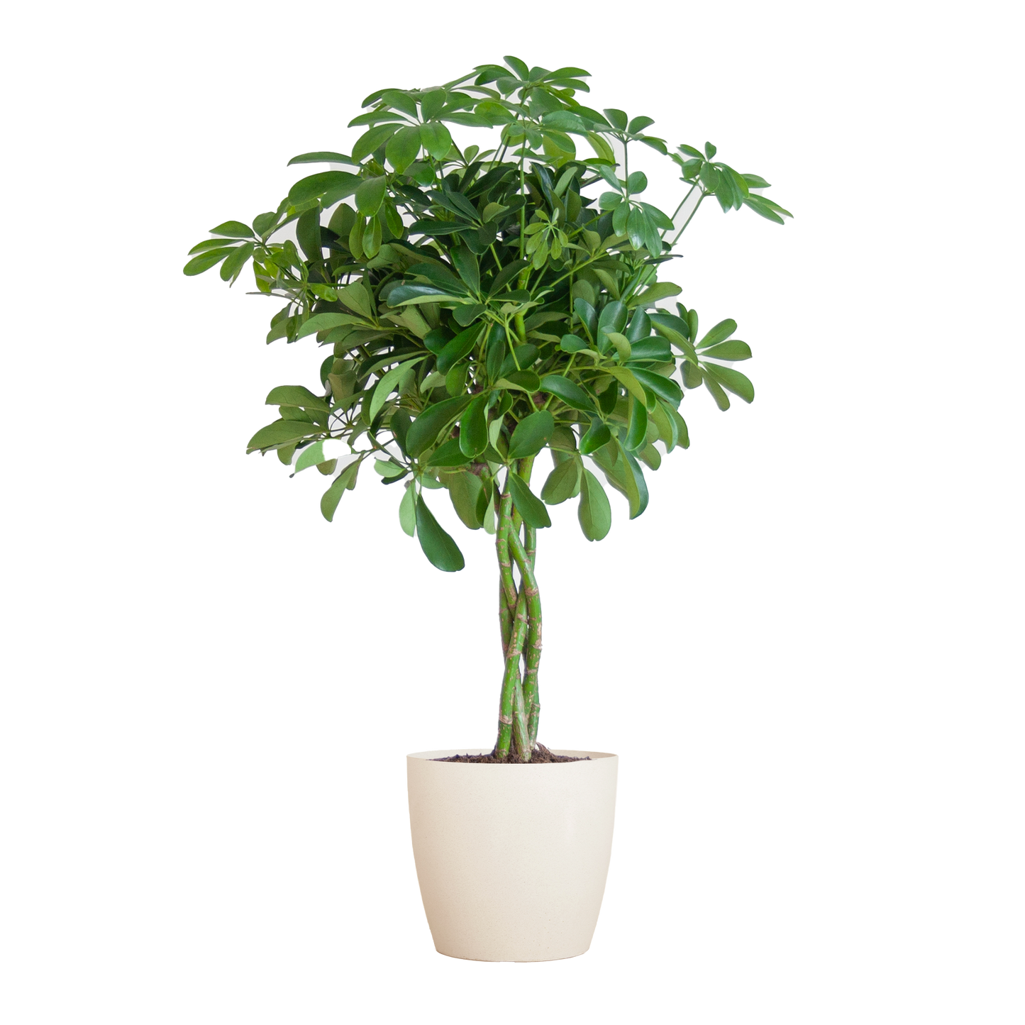 Schefflera Arab Nora mit Viber weiß – 70 cm – Ø21 - Botanic-Vibes