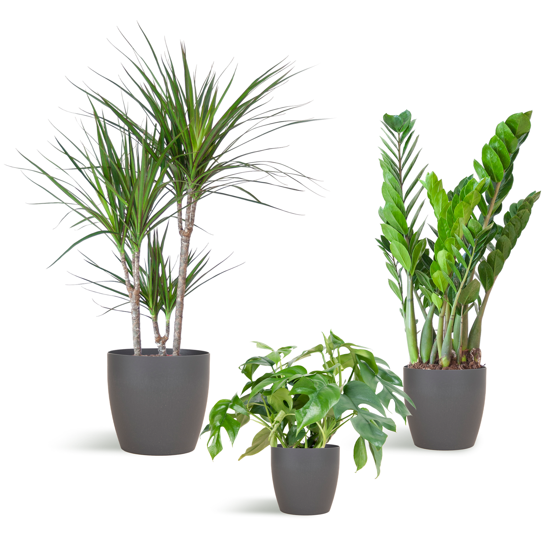 Shade Plant Box – medium – mit Vibers-Topf grau - Botanic-Vibes