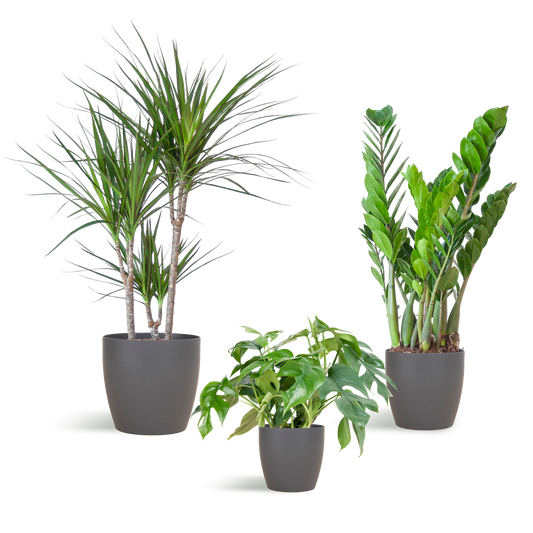 Shade Plant Box – medium – mit Vibers-Topf grau - Botanic-Vibes